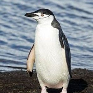 Meet your Posher, Shane